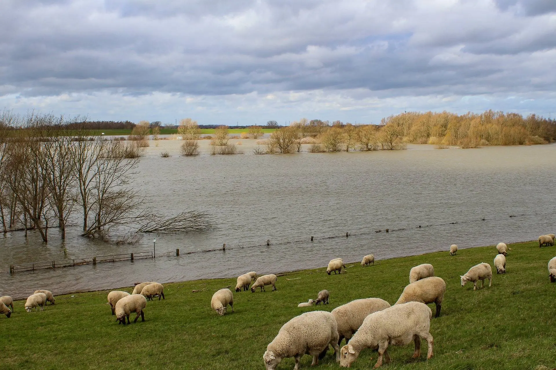 Schafe grasen auf einem grnen Deich am Niederrhein bei Hochwasser, eine typische Landschaftsansicht in der Umgebung von Kleve.